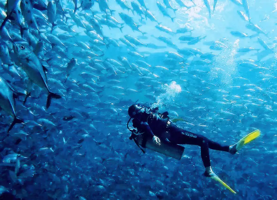 Divers exploring the underwater marine life Amina Holidays
